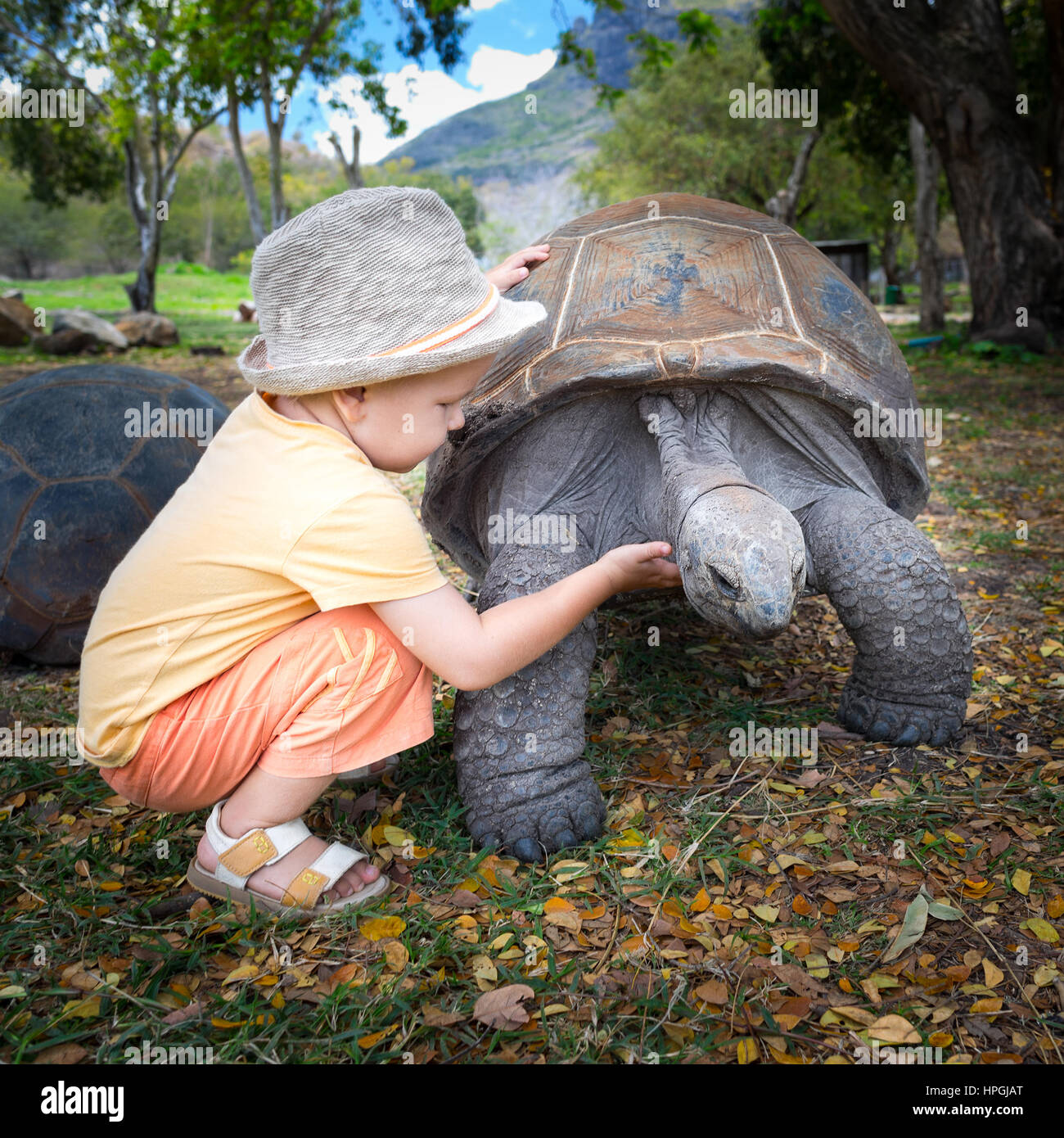 Tortue géante d'Aldabra touchant l'enfant. L'Ile Maurice Banque D'Images