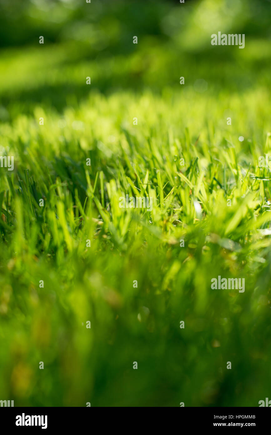 Sous le soleil éclatant. Abstract natural origines. Frais vert printemps l'herbe sur la pelouse avec l'attention sélective bokeh flou Banque D'Images