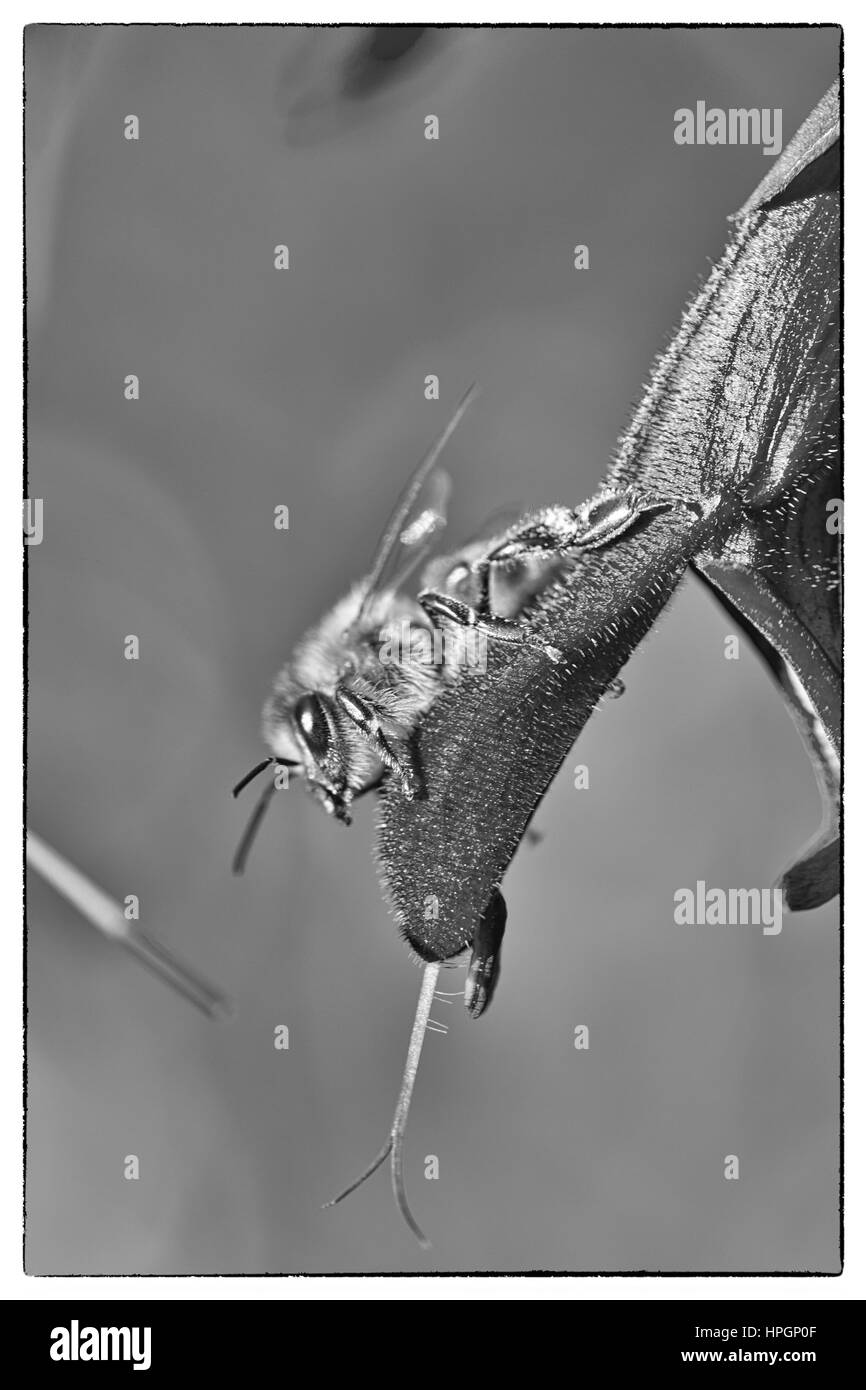 La collecte de nectar d'abeilles sur une fleur pourpre dans le Jardin Botanique Banque D'Images