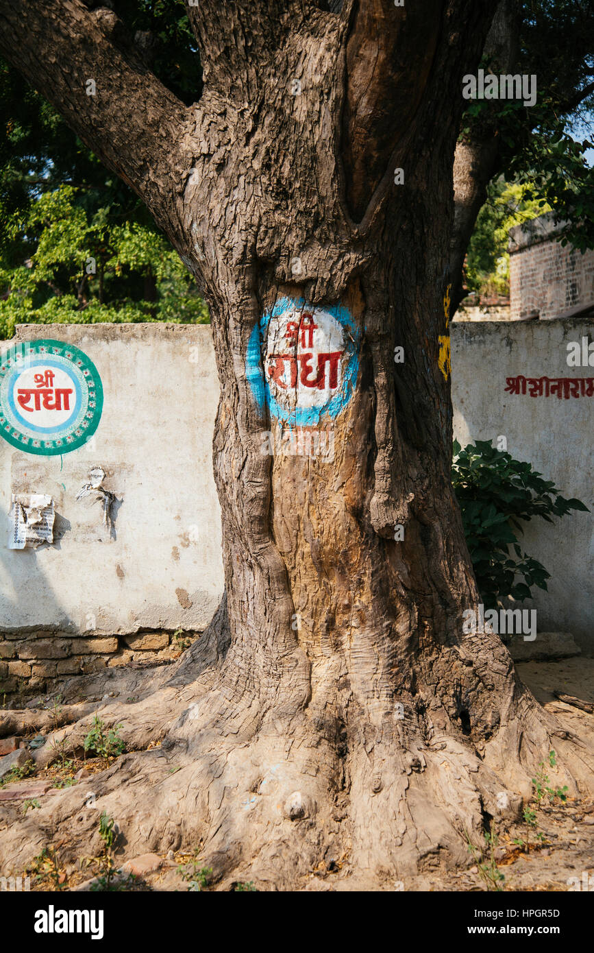 Le sanskrit graffiti sur mur et arbre - Sri Radha. L'Inde. Banque D'Images