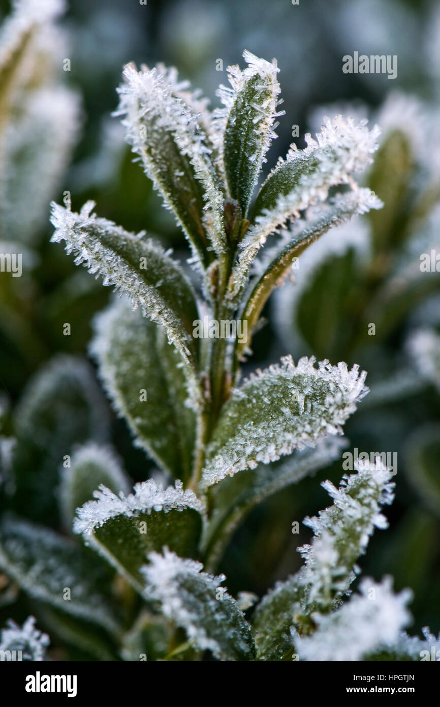 Hoar ou rime frost, cristaux de glace sur les feuilles d'un fort bush, Buxus, semperviirens couverture dans un jardin en hiver Banque D'Images