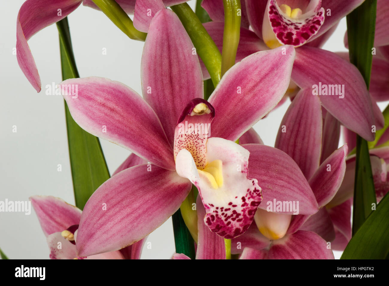 Fleuron d'orchidée cymbidium rose pétales, sépales, montrant les anthères, colonne et la lèvre pétale modifié Banque D'Images