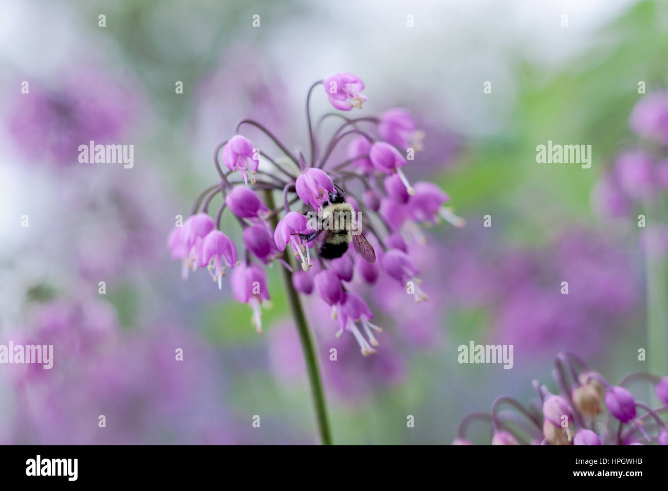 Oignon fleur en hochant délicate violet clair (Allium cernuum) avec alimentation Bumble bee Banque D'Images