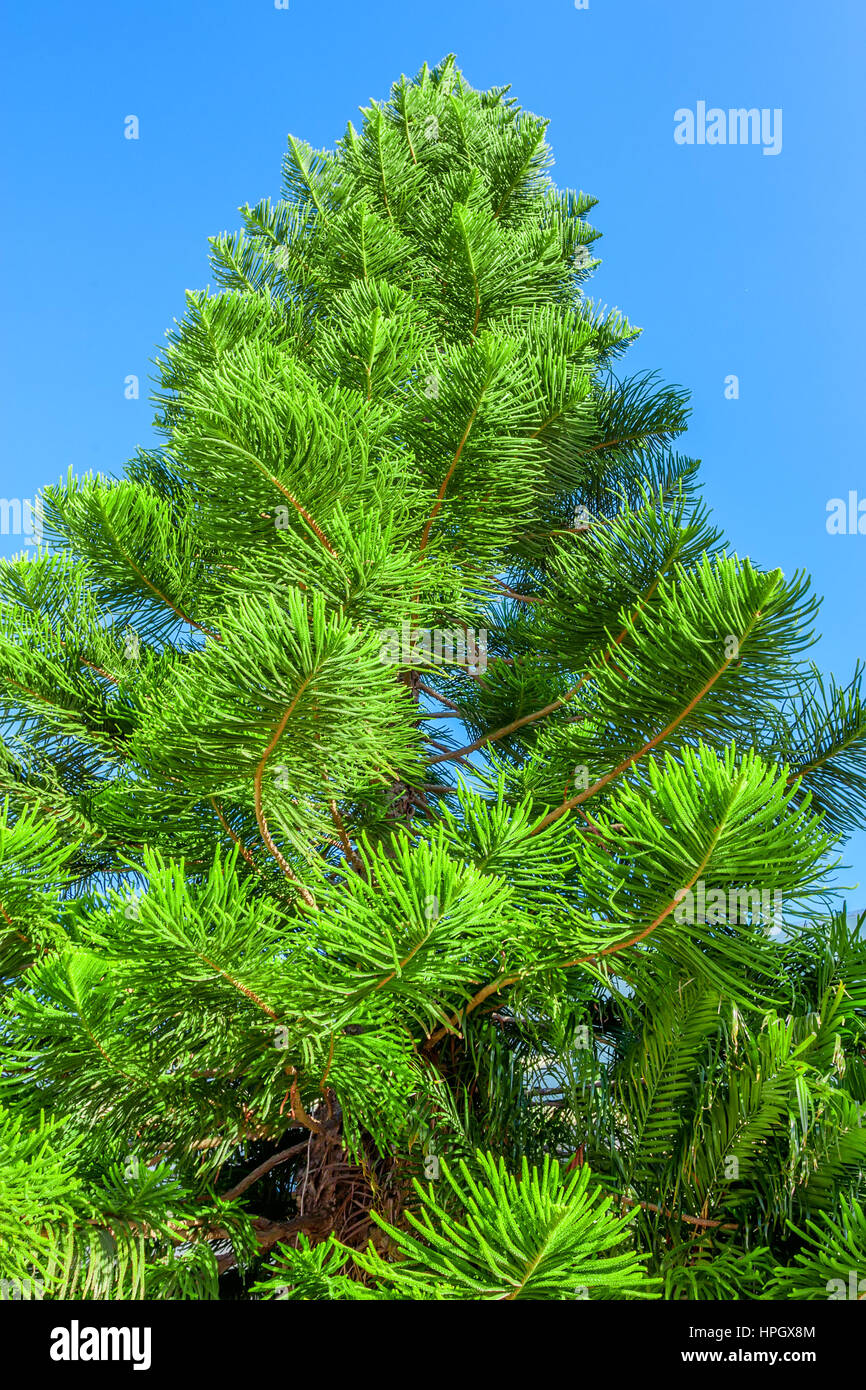 Close-up belle image de branches épineuses vert d'Araucaria heterophylla Banque D'Images