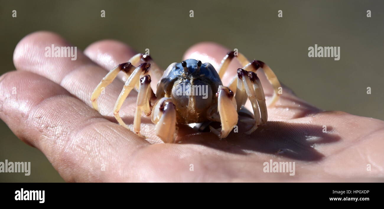 Le crabe dans la main de l'homme. Un petit crabe sur la plage de sable. Callinectes sapidus crabe bleu dans le sable. Banque D'Images