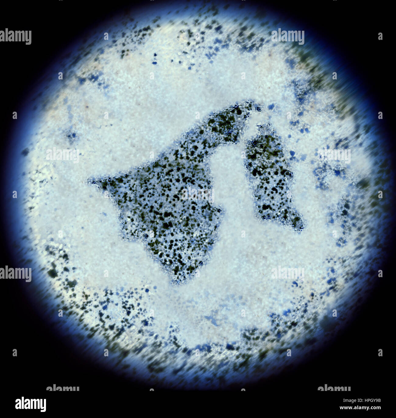 Vue d'une simulation à l'aide d'un microscope sur les bactéries en forme de Brunéi.(série) Banque D'Images