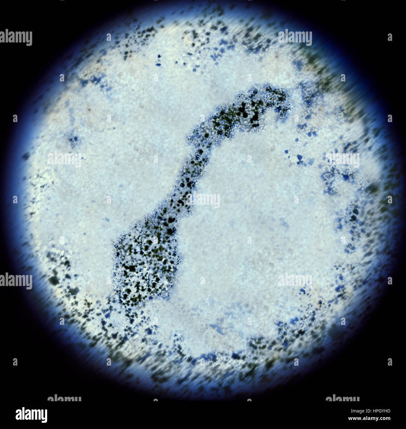 Vue d'une simulation à l'aide d'un microscope sur les bactéries en forme de Norvège.(série) Banque D'Images