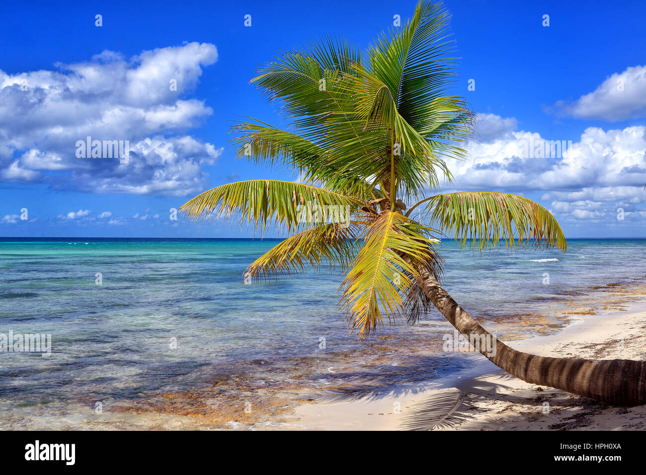 Scieries de plage de sable blanc avec des palmiers. L'île de Saona, République Dominicaine Banque D'Images