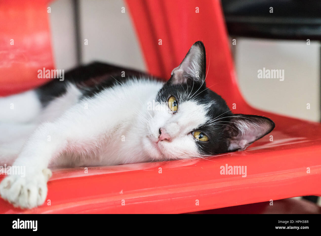 Chat dormant sur une chaise au milieu de la rue Banque D'Images