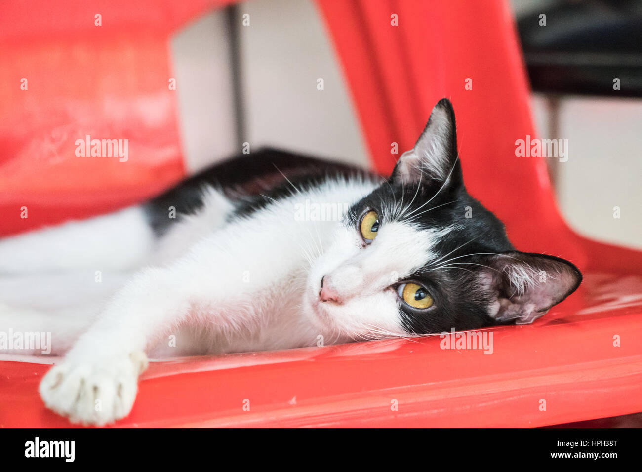 Chat dormant sur une chaise au milieu de la rue Banque D'Images