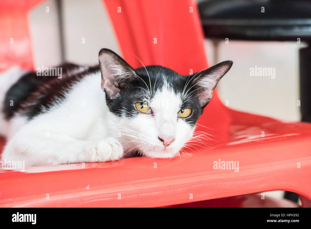 Chat dormant sur une chaise au milieu de la rue Banque D'Images