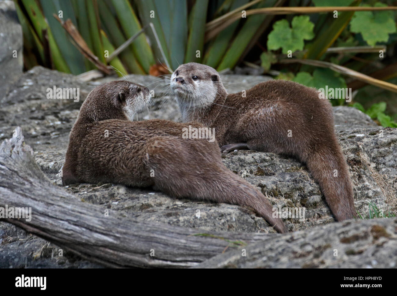 Petite asiatique griffé Otter (aonyx cinerea) Banque D'Images