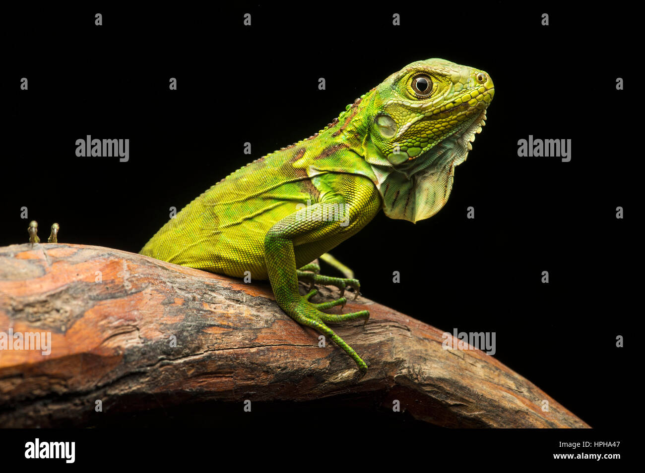 Iguane vert (Iguana iguana), iguane, réserve biologique de la famille Jorupe, forêt tropicale sèche, de l'Ouest, contreforts des Andes Equateur Banque D'Images