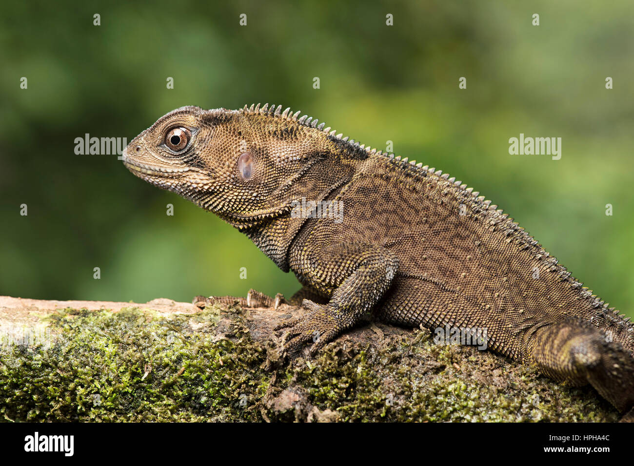 L'Dwarf-Iguana (Enyalioides heterolepis), nain de la famille de l'Iguane (Hoplocercidae), Amazon rainforest, Canande River Reserve, Choco, forêt Équateur Banque D'Images