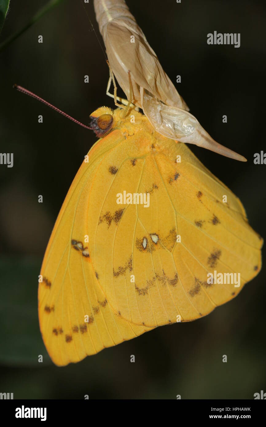Papillon jaune soufre interdit Orange Banque D'Images
