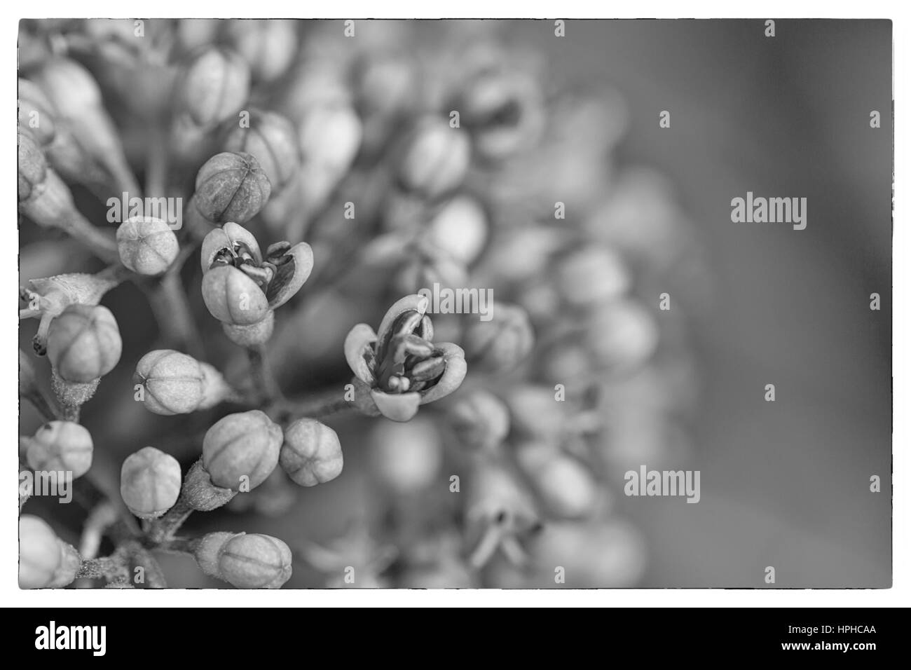 Une photo en noir et blanc macro image d'automne, fleurs violet lilas soft abstract floral background Banque D'Images