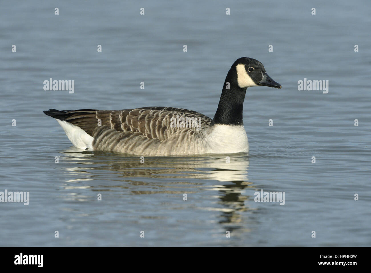 Bernache du Canada - Branta canadensis Banque D'Images