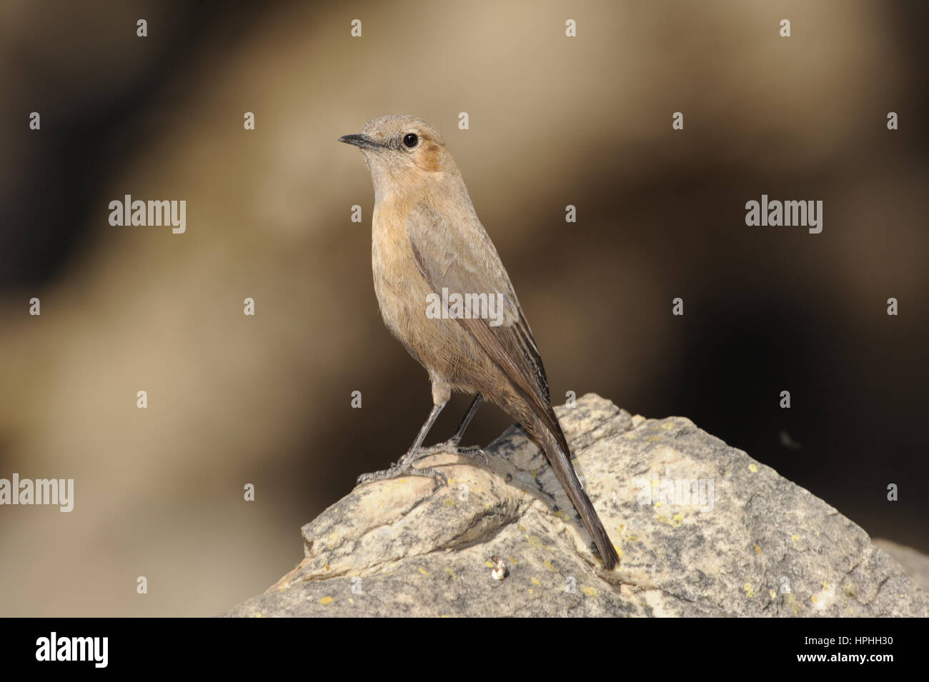 Brown Rock-chat - Oenanthe fusca Banque D'Images