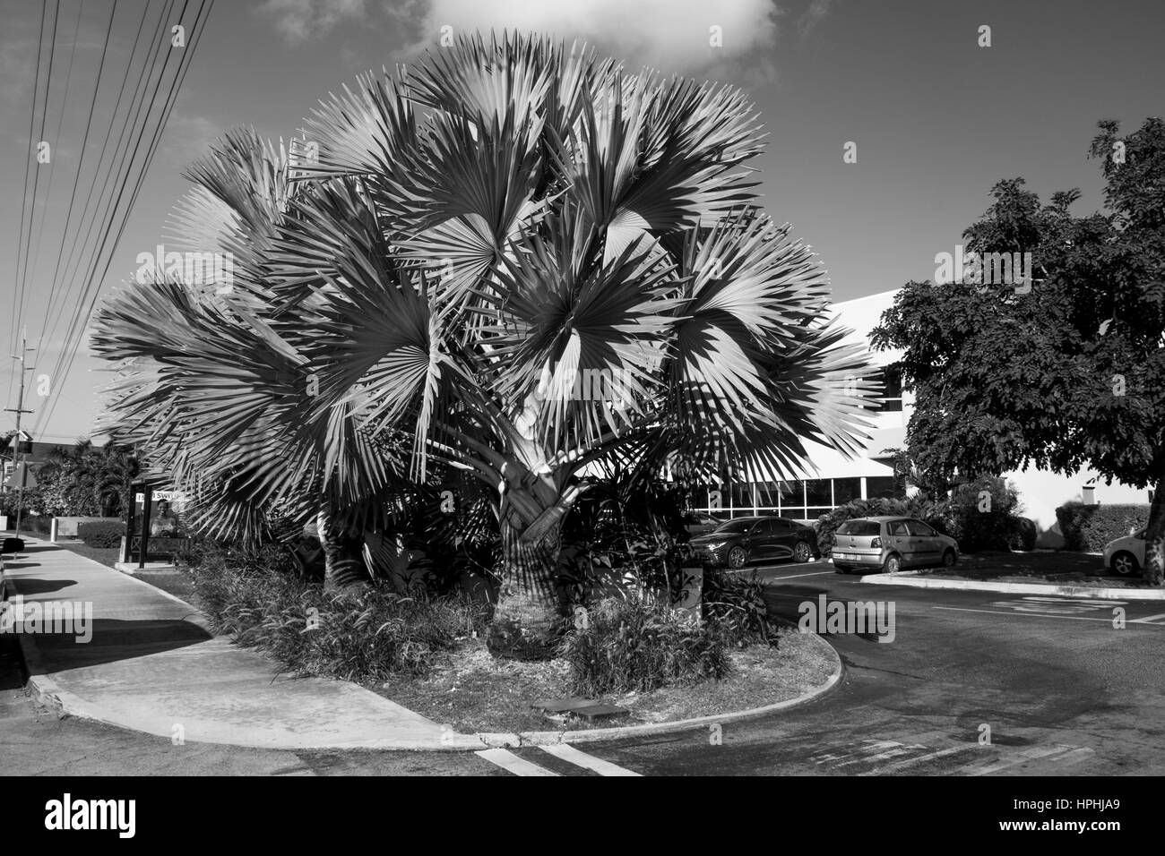 Bismarck Palmier sur West Bay Road dans les Caraïbes, Grand Cayman, Cayman Islands Banque D'Images