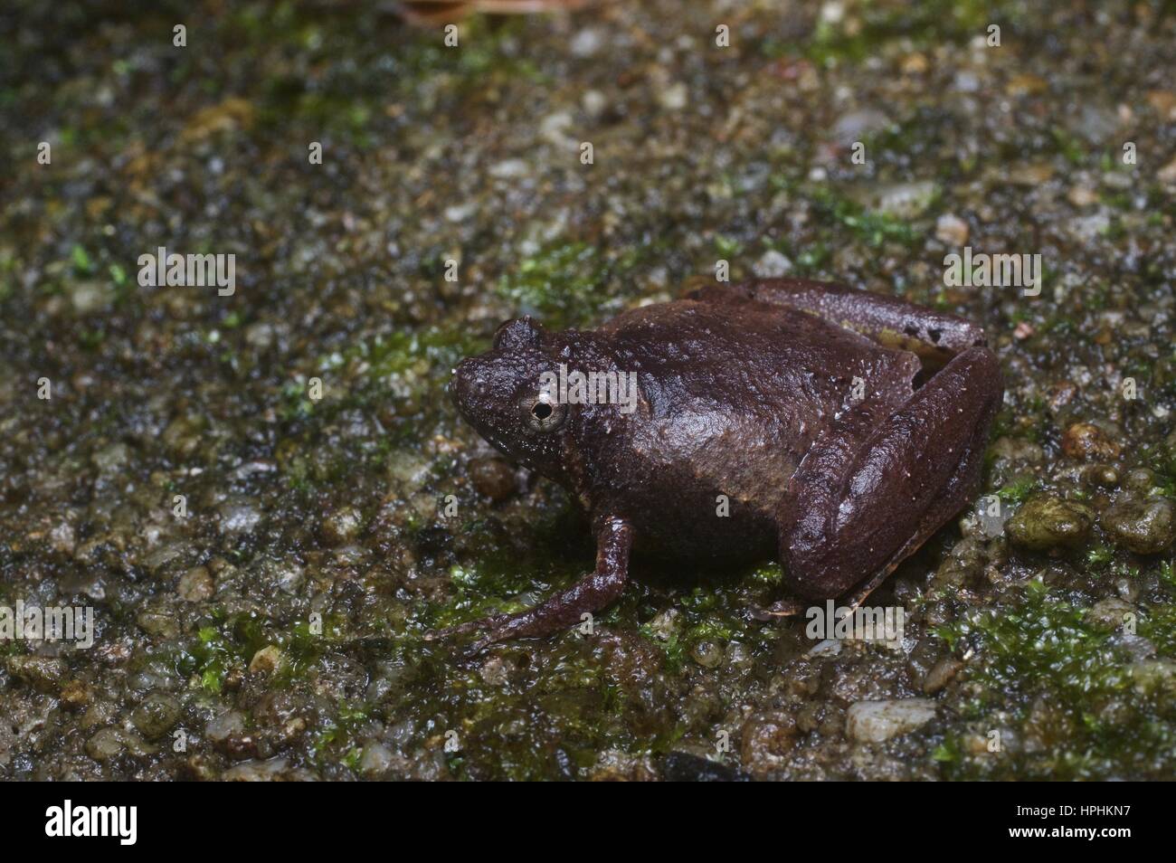 Une grande grenouille Microhyla berdmorei (pygmée) dans la forêt tropicale à Ulu Semenyih, Selangor, Malaisie Banque D'Images