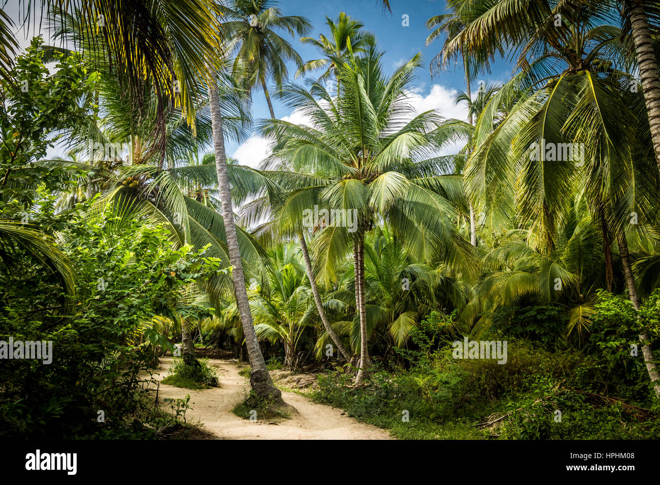 Sur le chemin d'une palmeraie - Parc National Naturel de Tayrona, Colombie Banque D'Images