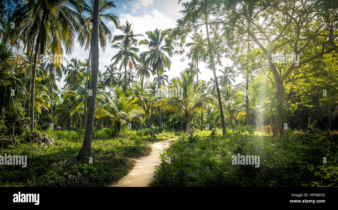 Sur le chemin d'une palmeraie - Parc National Naturel de Tayrona, Colombie Banque D'Images