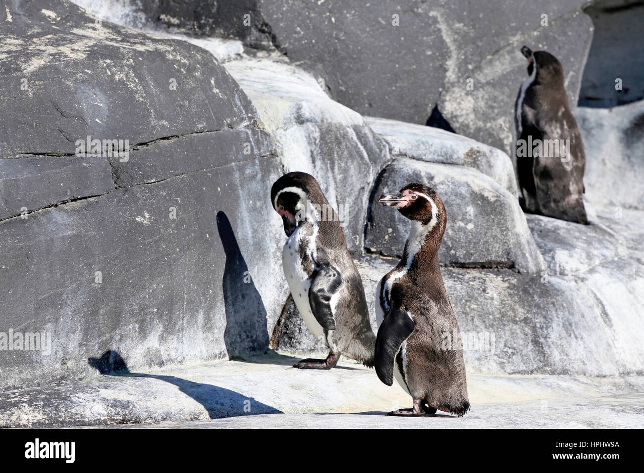 France, Paris. Vincennes. Le Zoo de Vincennes. Gros plan sur les pingouins. Banque D'Images