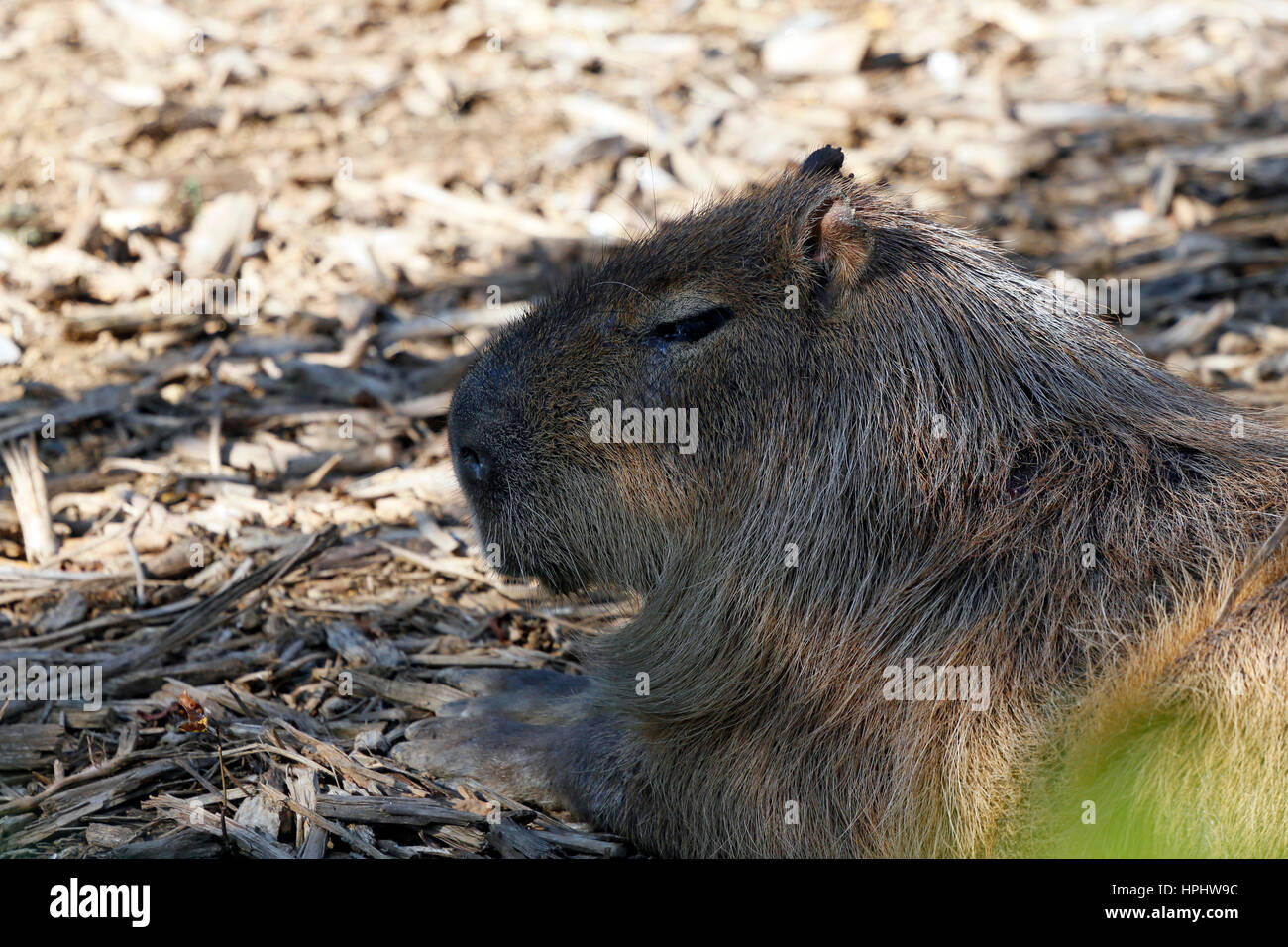 France, Paris. Vincennes. Le Zoo de Vincennes. Gros plan sur un capybara. Banque D'Images