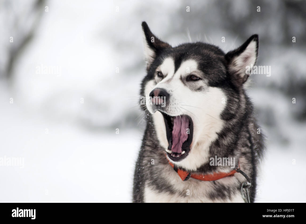 Portrait de chien husky dans la neige de l'hiver Banque D'Images