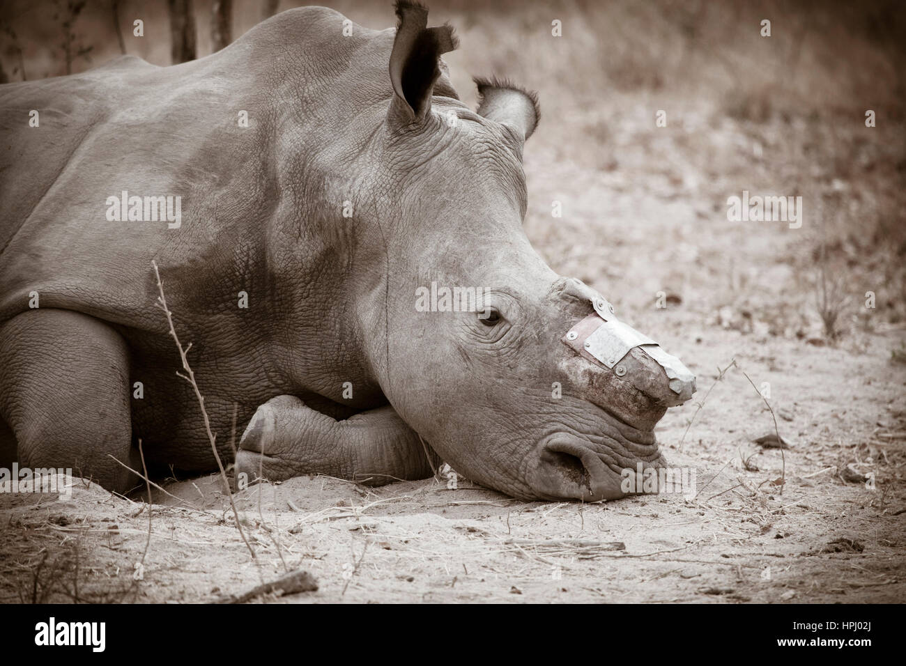 Un rhinocéros unicornes (rhino) couché dans le sable au Hoedspruit Endangered Species Centre Banque D'Images