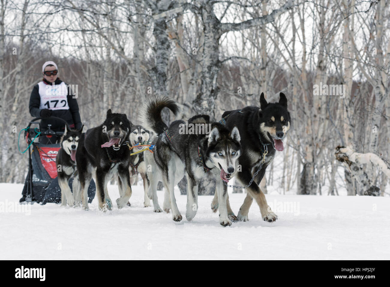 L'exécution de l'équipe de chien de traîneau (Alaskan Husky musher) Semashkina Anastasia. Compétitions régionales Kamtchatka Course de chiens de traîneau à moyenne distance. Banque D'Images