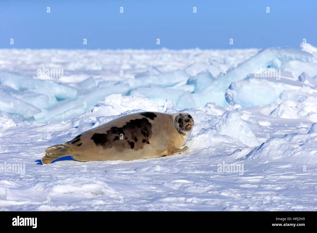 Phoque du Groenland, phoque, Saddleback (Pagophilus groenlandicus), Phoca groenlandica, adulte de sexe féminin sur la banquise, îles de la Madeleine, golfe du Saint-Laurent, Québec, Banque D'Images