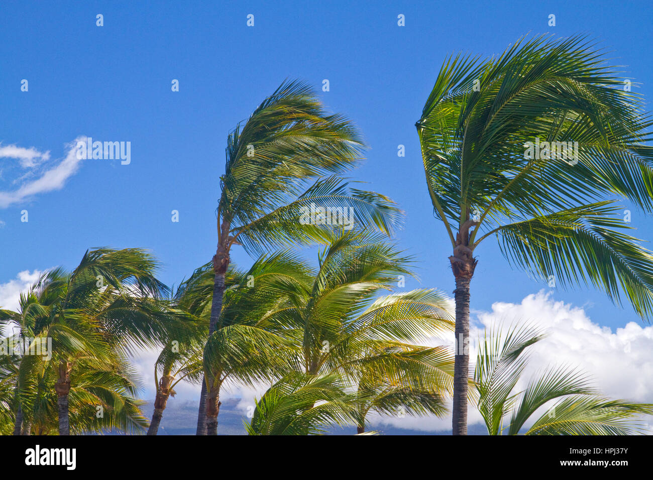 Palmiers dans le vent sur la grande île d'Hawaii, Hawaii, USA. Banque D'Images
