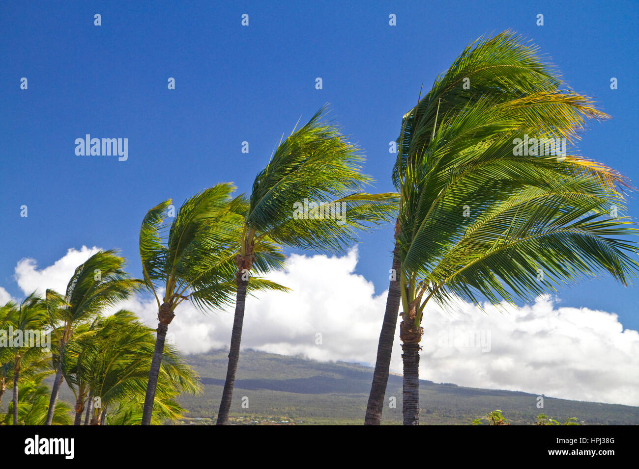 Palmiers dans le vent sur la grande île d'Hawaii, Hawaii, USA. Banque D'Images