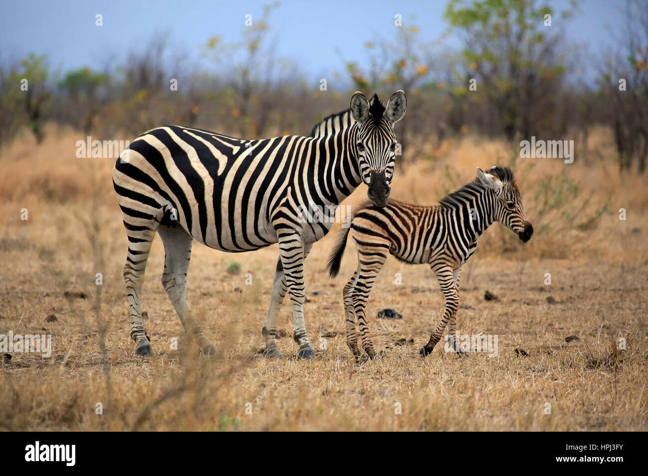 Burchell Zèbre des plaines, Equus burchelli quagga (femelle adulte), avec les jeunes, le parc national Kruger, Afrique du Sud, l'Afrique Banque D'Images