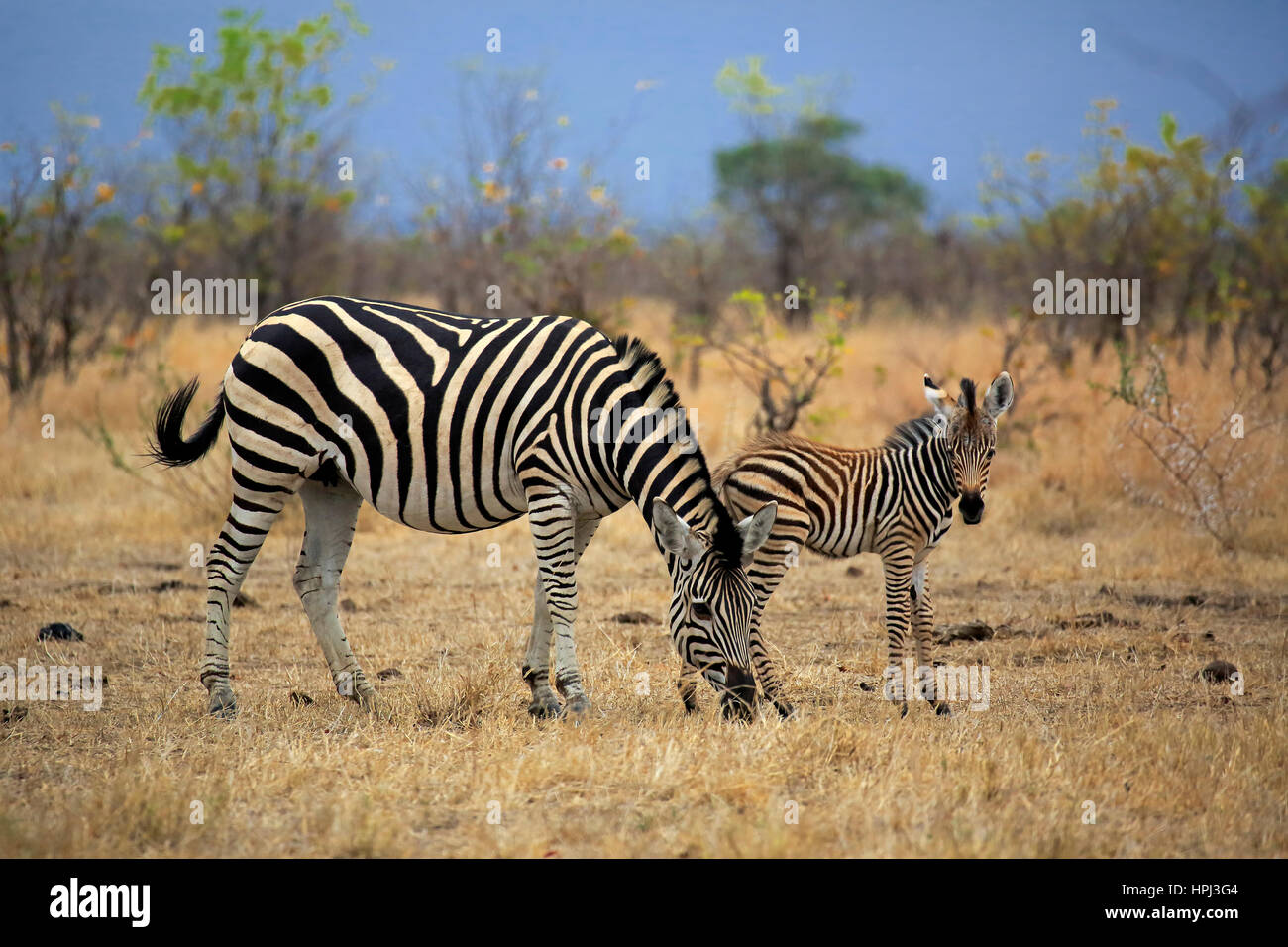 Burchell Zèbre des plaines, Equus burchelli quagga (femelle adulte), avec les jeunes, l'alimentation, le Parc National de Kruger en Afrique du Sud, l'Afrique Banque D'Images