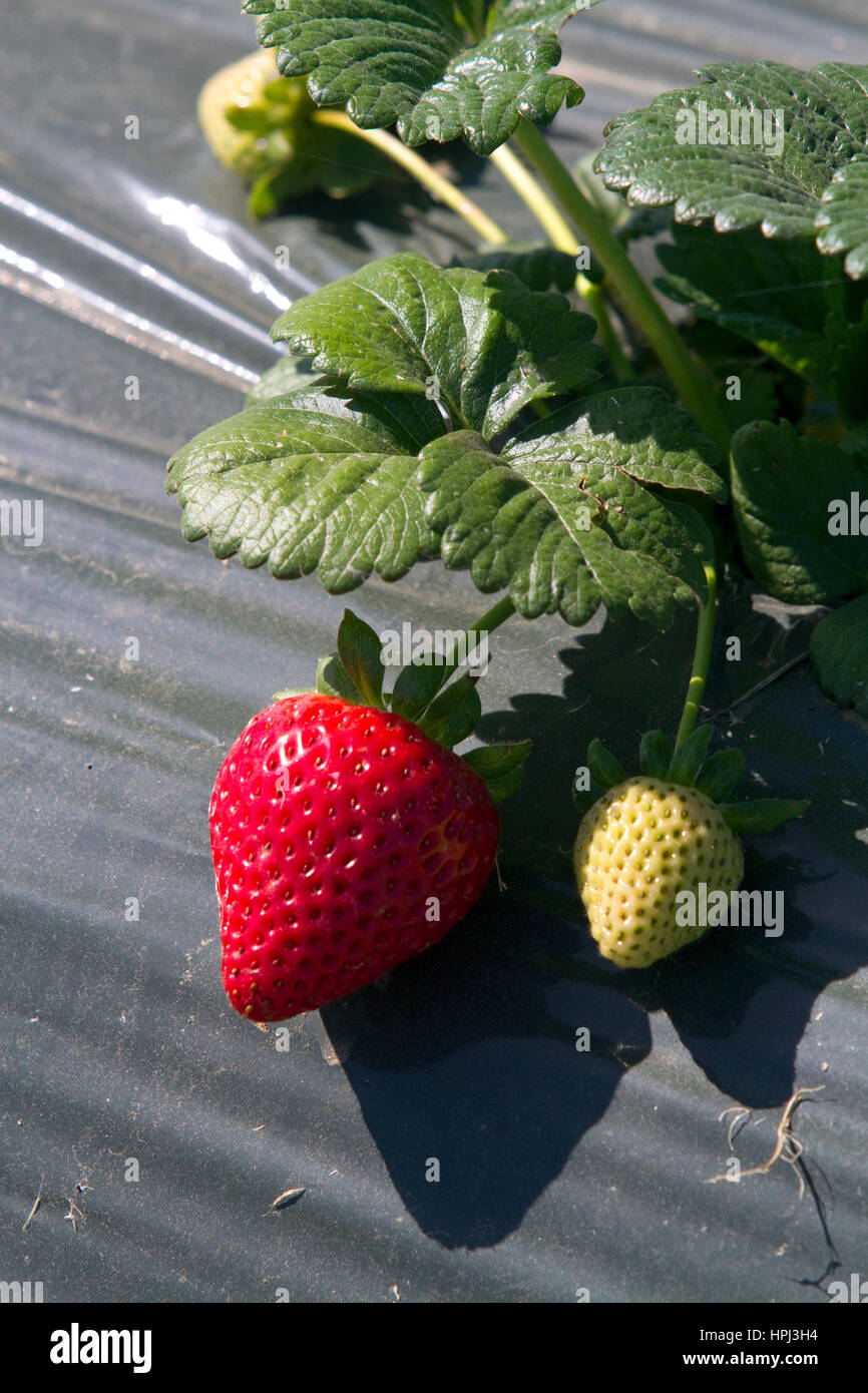 Récolte de fraises dans la vallée de Salinas, en Californie, USA. Banque D'Images
