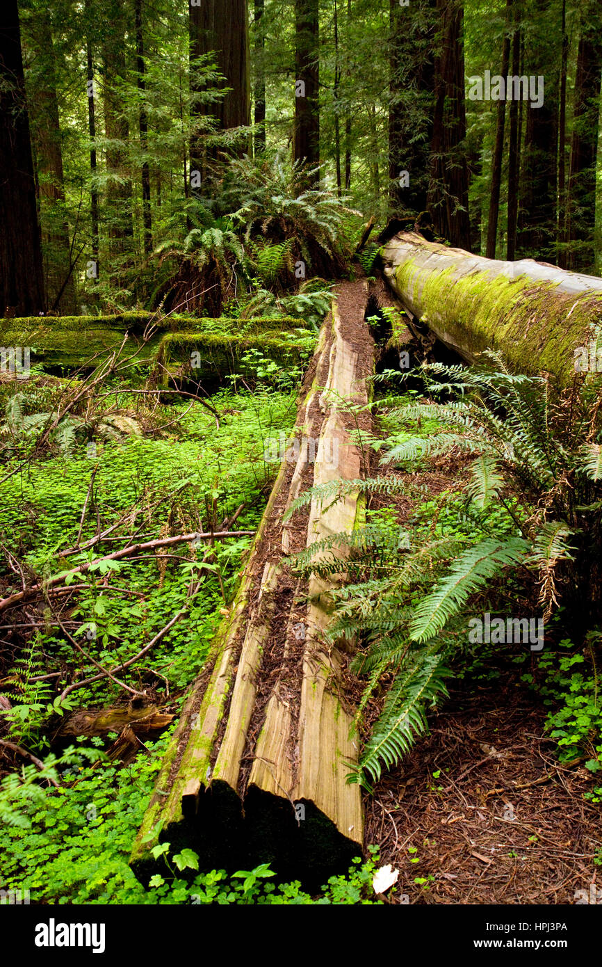 Fallen redwood et de fougères sur le sol de la forêt dans le Nord de la Californie, USA. Banque D'Images