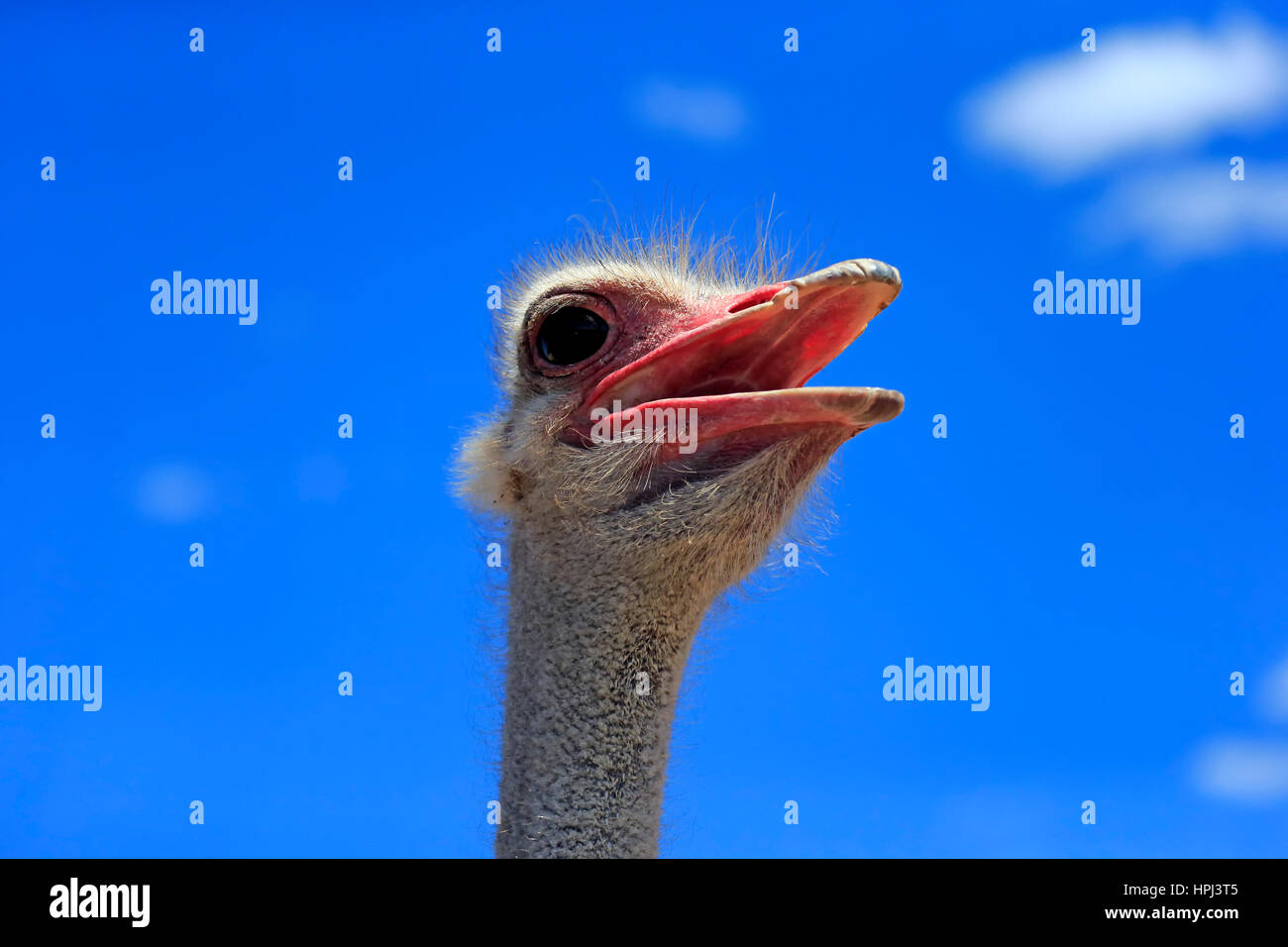 Autruche d'Afrique du Sud, (Struthio camelus australis), mâle adulte, portrait, Petit Karoo, Western Cape, Afrique du Sud, l'Afrique Banque D'Images