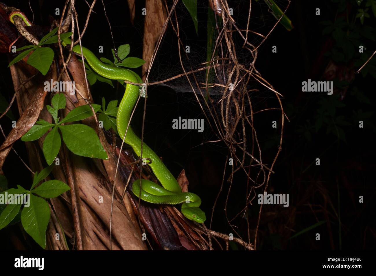 Une femelle Pit Viper Péninsule Siamois (Trimeresurus) fucatus dans la forêt tropicale de nuit à Fraser's Hill, Pahang, Malaisie Banque D'Images