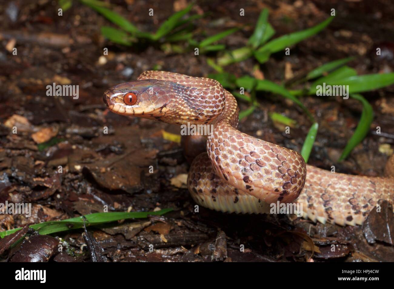Une montagne Slug-serpent manger (Asthenodipsas vertebralis) dans une position défensive sur le sol de la forêt tropicale à Fraser's Hill, Pahang, Malaisie Banque D'Images