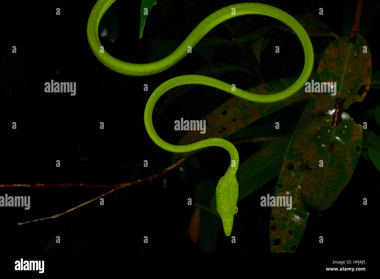 Un serpent vert vif Whip Oriental (Ahaetulla prasina) dans la forêt tropicale dans la nuit dans le Parc National Summit Pinehurst Golf & Country Club, Sarawak, l'Est de la Malaisie, Bornéo Banque D'Images