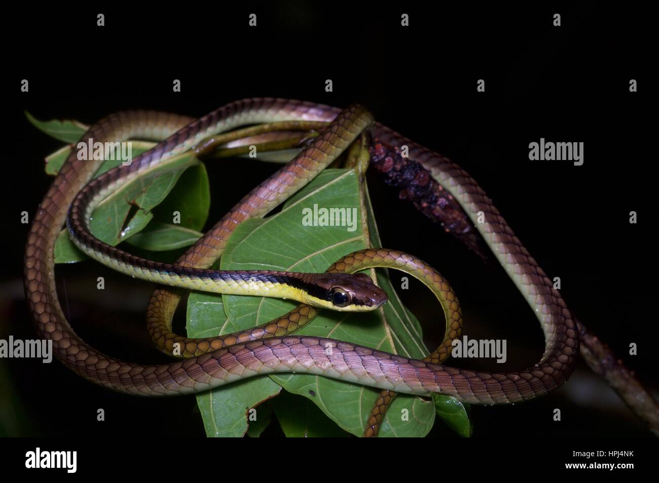 Un Bronzeback bleu (alias Wall's Bronzeback) dormir dans la forêt tropicale, la nuit, l'Ulu Semenyih, Selangor, Malaisie Banque D'Images