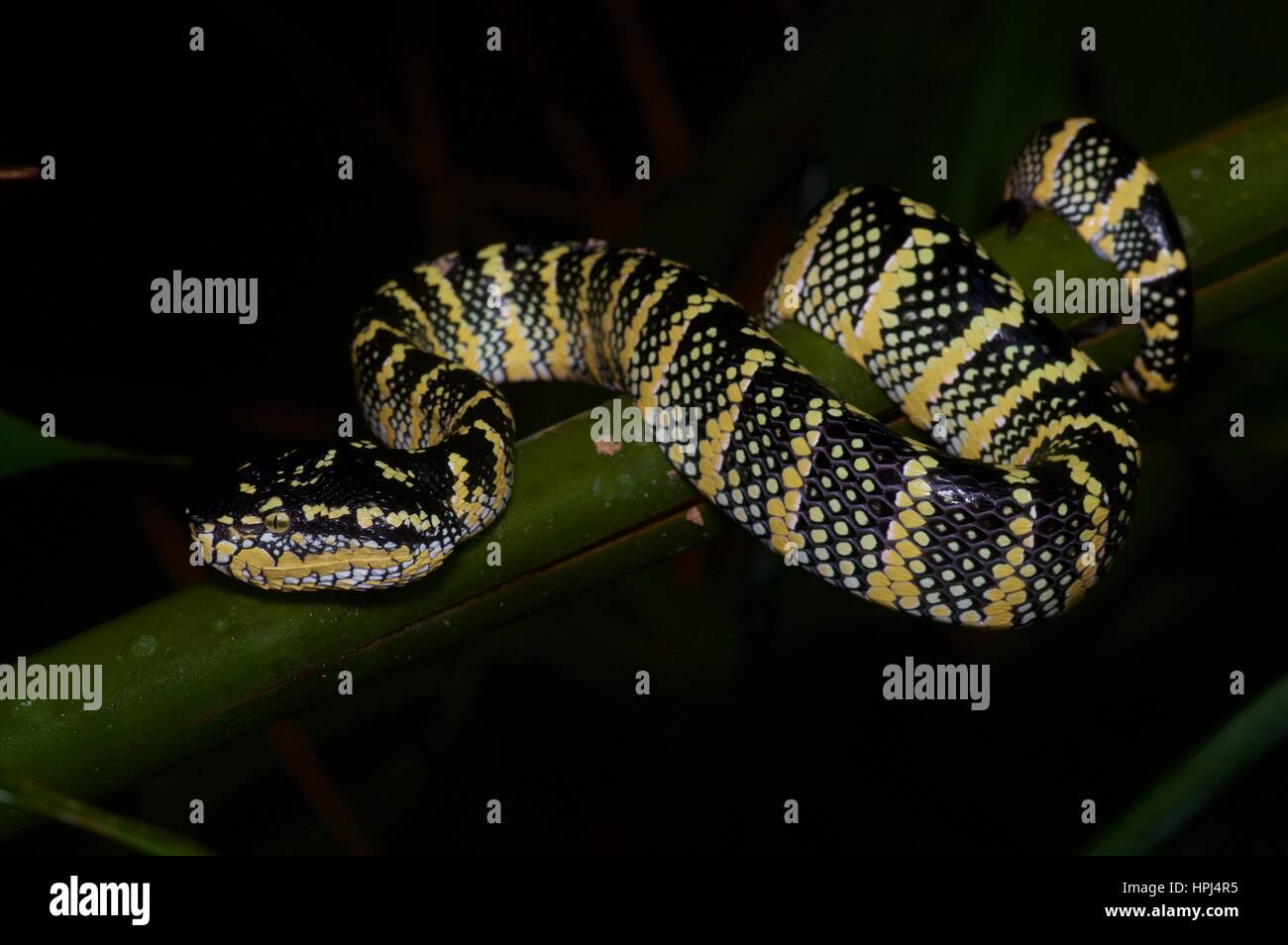 Une femelle adulte Wagler's Pit Viper (Tropidolaemus wagleri) sur une branche dans la forêt tropicale, la nuit, l'Ulu Semenyih, Selangor, Malaisie Banque D'Images