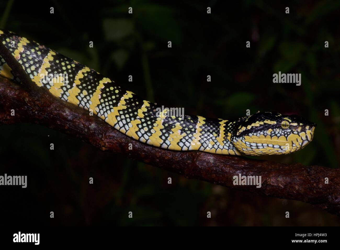 Une femelle adulte Wagler's Pit Viper (Tropidolaemus wagleri) sur une branche dans la forêt tropicale, la nuit, l'Ulu Semenyih, Selangor, Malaisie Banque D'Images