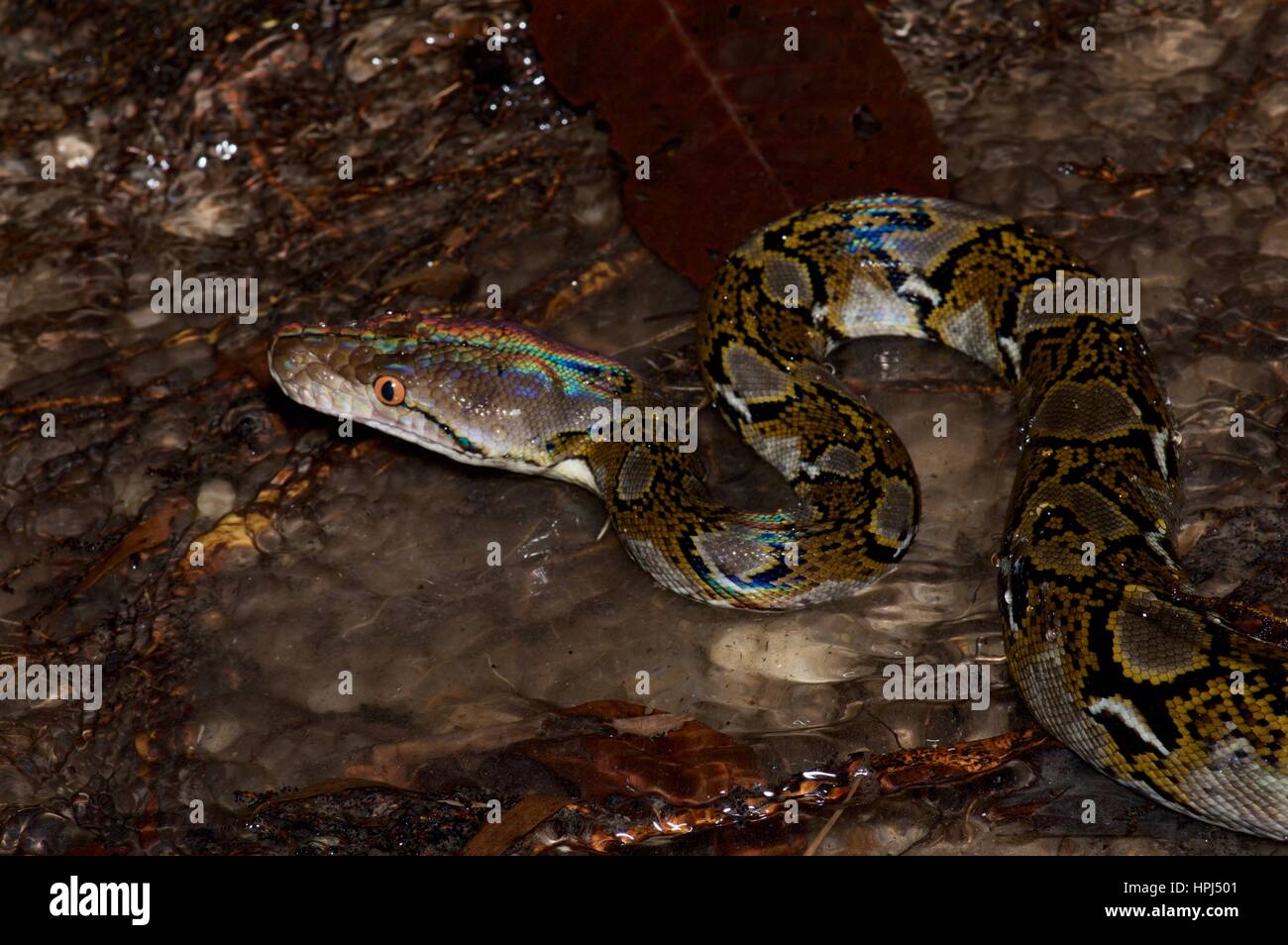 Un Python réticulé (Malayopython reticulatus) Partiellement immergé ...
