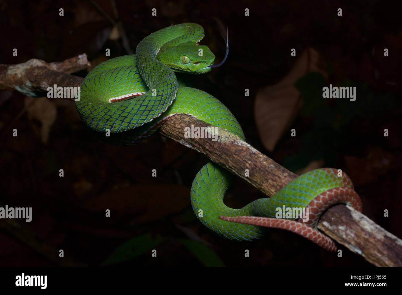 Un Siamois mâle Pit Viper (Trimeresurus presqu'fucatus) dans la forêt tropicale de nuit à Fraser's Hill, Pahang, Malaisie Banque D'Images