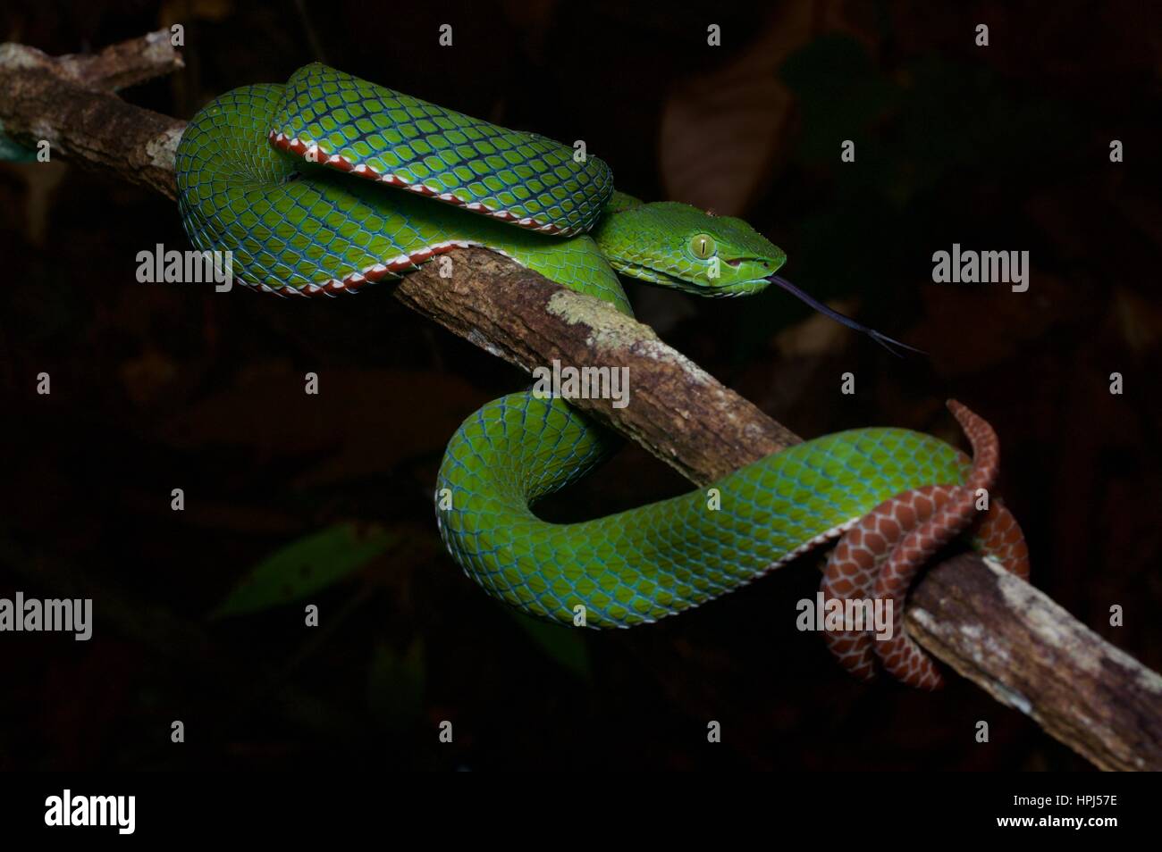 Un Siamois mâle Pit Viper (Trimeresurus presqu'fucatus) dans la forêt tropicale de nuit à Fraser's Hill, Pahang, Malaisie Banque D'Images