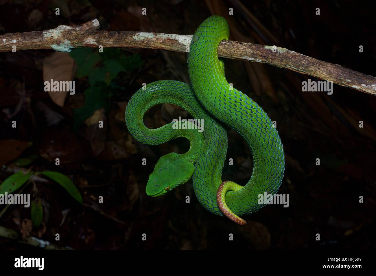 Une femelle Pit Viper Péninsule Siamois (Trimeresurus) fucatus dans la forêt tropicale de nuit à Fraser's Hill, Pahang, Malaisie Banque D'Images