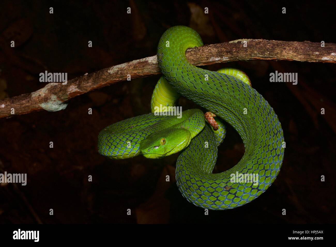 Une femelle Pit Viper Péninsule Siamois (Trimeresurus) fucatus dans la forêt tropicale de nuit à Fraser's Hill, Pahang, Malaisie Banque D'Images